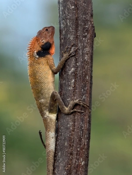 Obraz Oriental Garden Lizard