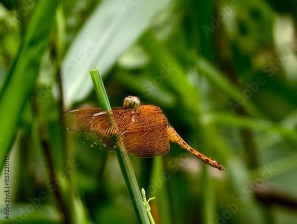 Obraz dragonfly on a green grass