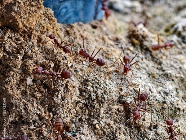Obraz Weaver Ant