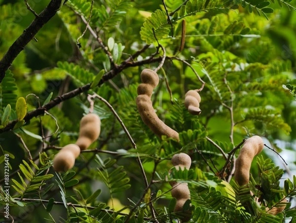 Obraz Tamarind 'asam jawa"