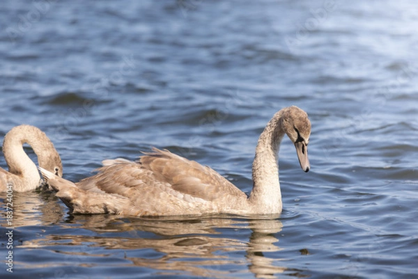 Fototapeta łabędzie 