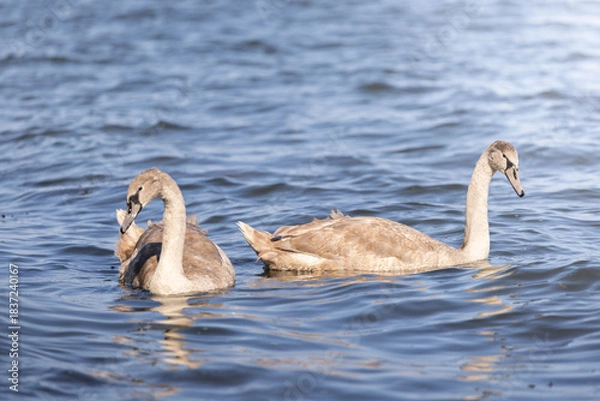 Fototapeta łabędzie 