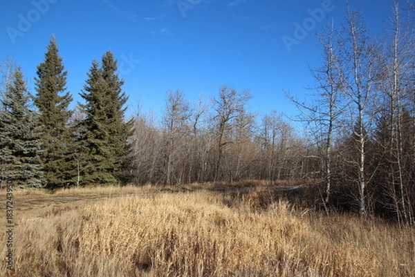 Obraz trees in the field