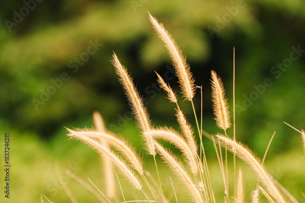 Obraz A close-up shot of golden pampas grass against a blurred green background. The focus is on the delicate, feathery plumes. It evokes a sense of natural beauty and serenity.