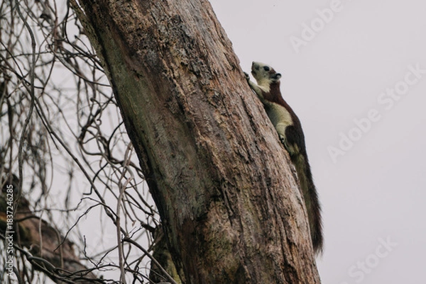 Obraz A squirrel clings to a tree trunk against a cloudy sky. The squirrel is reddish-brown with a white belly. It looks alert and curious.