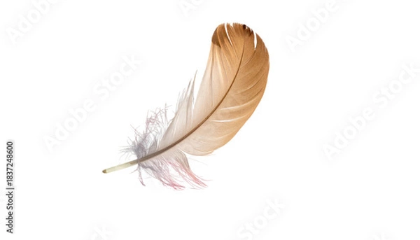 Fototapeta Curving feather, beige and white, on black. Translucent barbs create a soft appearance, ethereal and delicate