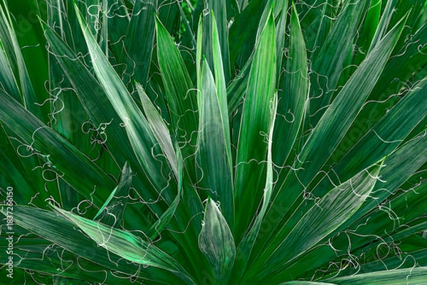 Obraz landscape ornamental tropical plant.