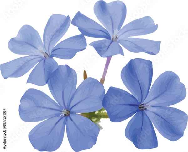 Fototapeta Vibrant blue flowers with delicate petals isolated on a pristine white background, showcasing natural beauty and fresh botanical elements for design projects.