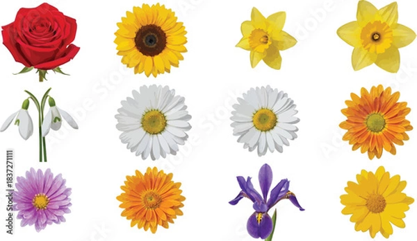 Fototapeta Vibrant collection of diverse spring and summer flowers isolated on white, showcasing various colorful blooms perfect for botanical projects.