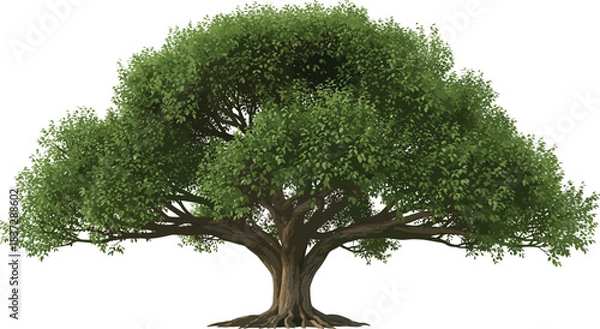 Fototapeta Large, Sprawling, Majestic Green Tree with a Broad Crown and Detailed Trunk, Isolated on a White Background, Nature, Vector, Oak, Life