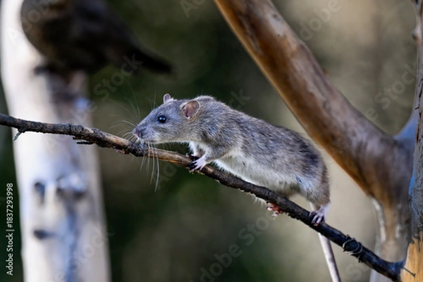 Obraz Brown rat climb up to the tree