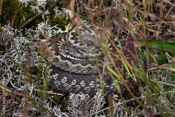 Obraz Common European viper