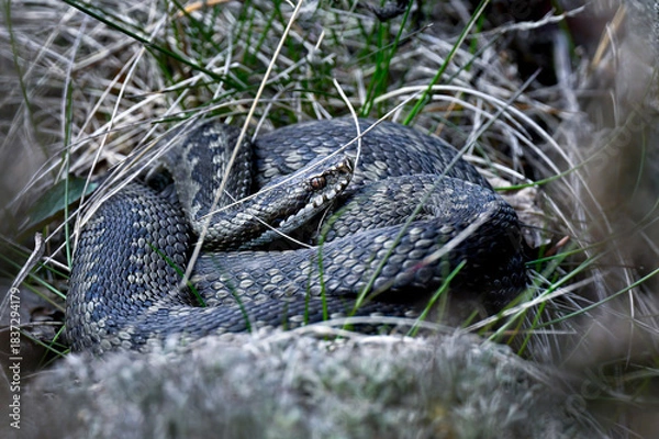 Obraz Common European viper