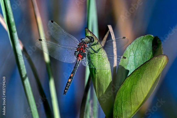 Obraz White-faced darter