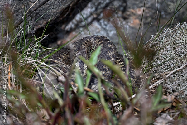 Obraz Common European viper