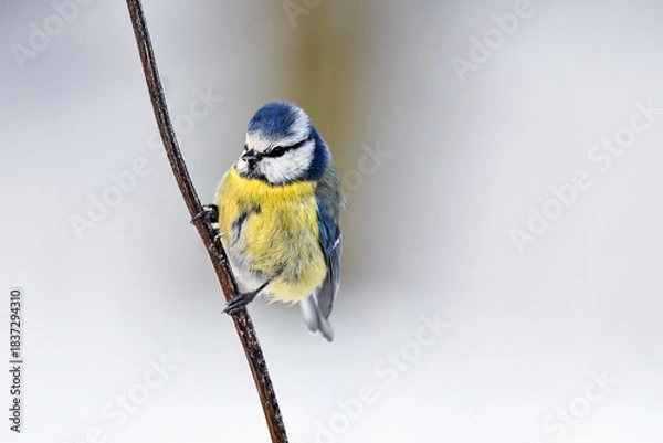 Obraz Eurasian blue tit in winter
