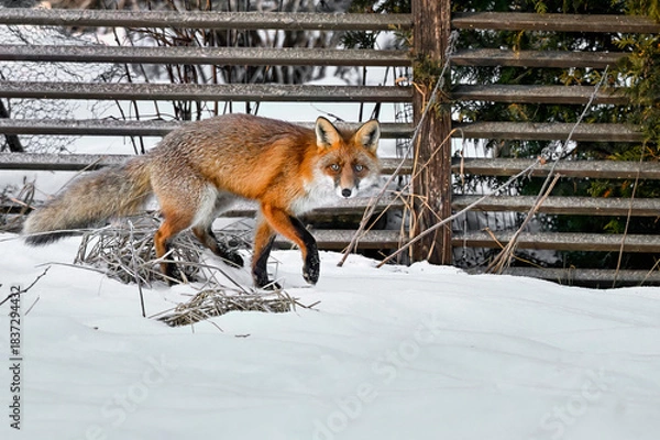 Obraz Red fox