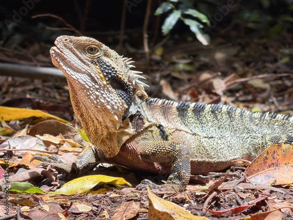 Fototapeta Native Australian Eastern Dragon close up