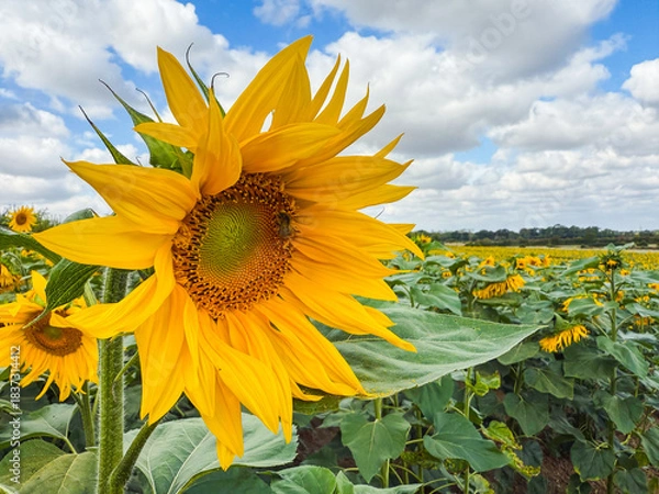 Fototapeta Close up of a sunflower in a meadow
