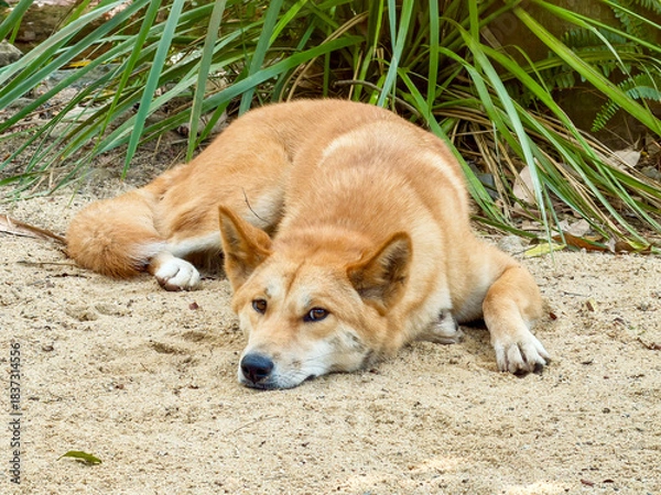 Fototapeta Sleepy Dingo lying down