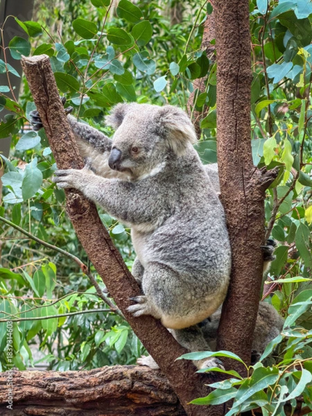 Fototapeta Koala sitting in a tree
