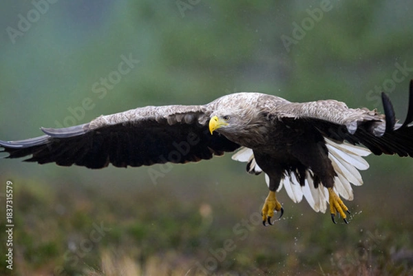 Obraz Eagle flying in a light rain closeup