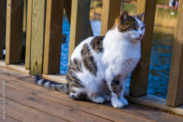 Fototapeta Relaxed tabby cat enjoying the sun on a wooden dock