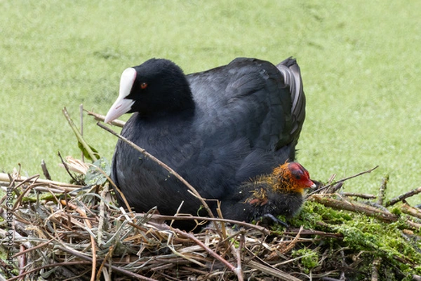 Obraz Foulque macroule