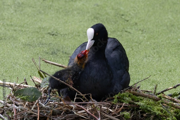 Obraz foulque macroule et son poussin