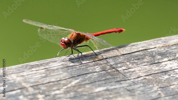 Obraz Libellule rouge