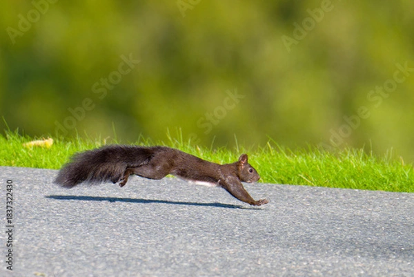 Obraz Schwarzes Eichhörnchen rennt über eine Straße	