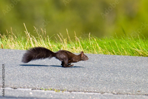 Obraz Schwarzes Eichhörnchen rennt über eine Straße	