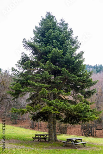 Fototapeta Large Evergreen Tree with Picnic Tables in a Park