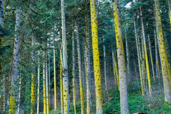 Fototapeta Lichen-Covered Trees in a Dense Forest