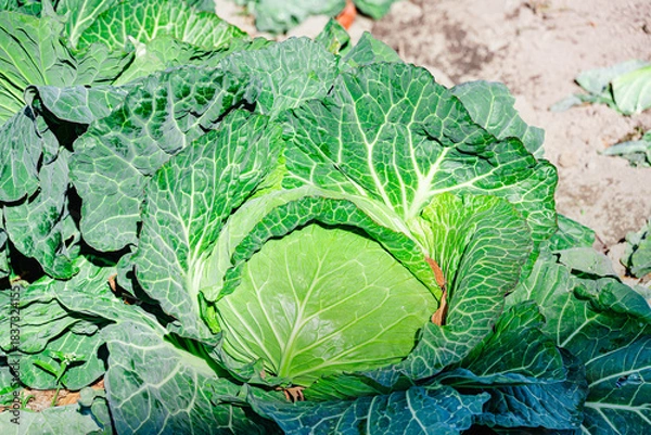 Obraz 巨大に育った家庭菜園のキャベツ