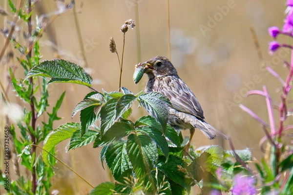 Obraz Grauammer mit Heuschrecke	