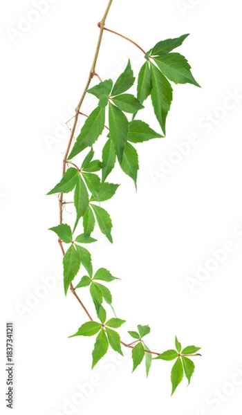 Fototapeta Green grape leaves isolated on white background.