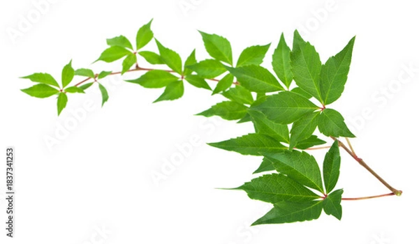 Fototapeta Green grape leaves isolated on white background.