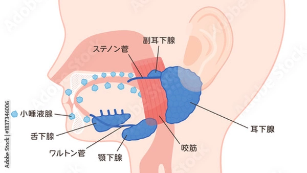 Fototapeta 唾液腺のイラスト_詳しい名前あり