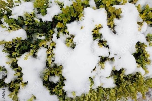 Obraz Fresh Green Shrubs Covered in First Winter Snow