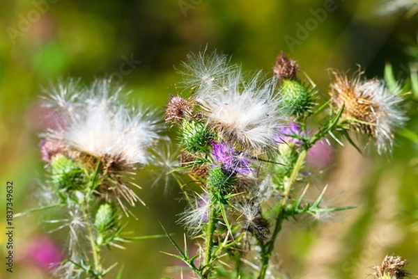 Obraz Acker-Kratzdistel (Cirsium arvense) im Herbst	