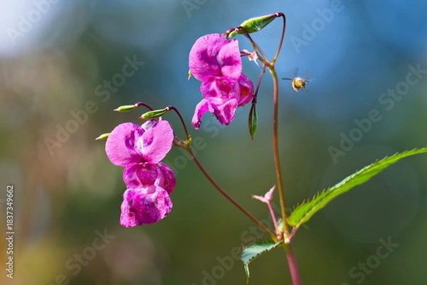 Obraz Drüsiges Springkraut (Impatiens glandulifera)	