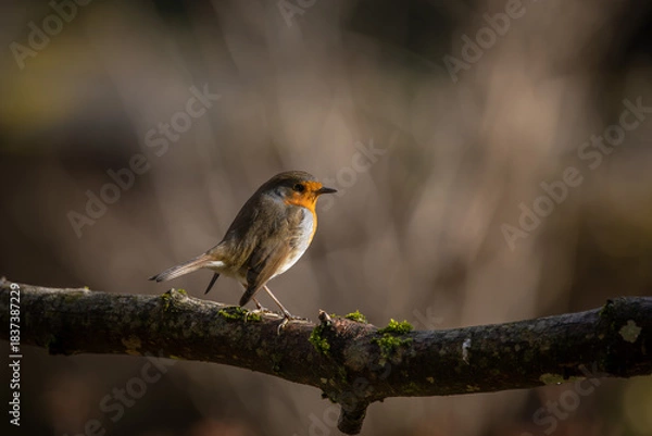 Fototapeta Bird (Robin) perched on a branch with a blurred bokeh background