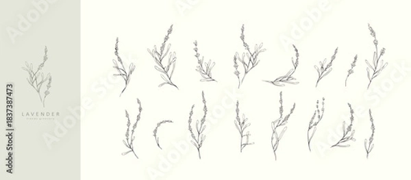 Obraz Set of lavender flowers and brances. Hand drawn botanical elements. Eelegant wildflowers for invitation