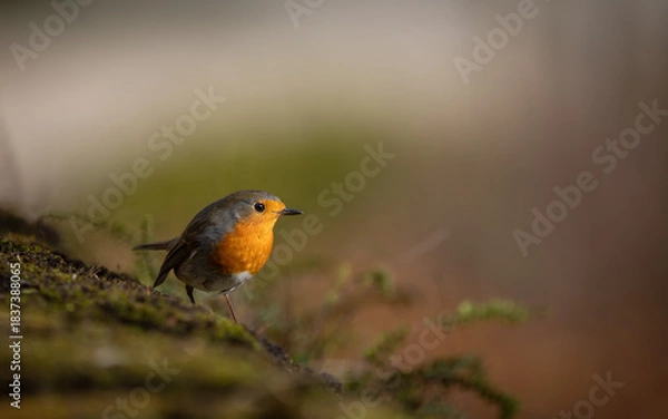 Fototapeta Closeup of european robin standing on the ground with blur mossy background