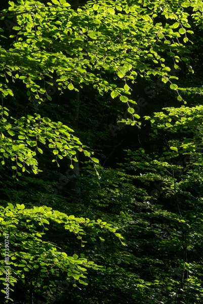 Obraz deciduous tree