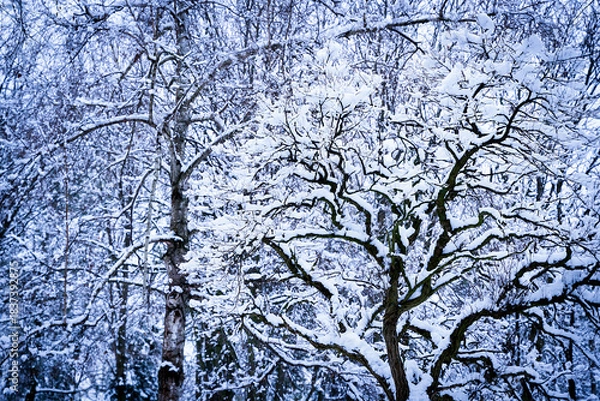 Fototapeta Snow covered trees in a winter forest coated in fresh white snow. A peaceful, cold seasonal landscape with natural patterns and textures. Selective focus.