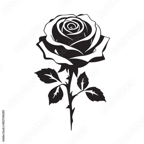 Obraz creative rose design using adobe illustrator and vactor ..