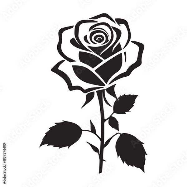 Fototapeta creative rose design using adobe illustrator and vactor ..