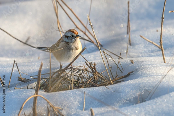 Fototapeta Chipping sparrow standing in the snow.